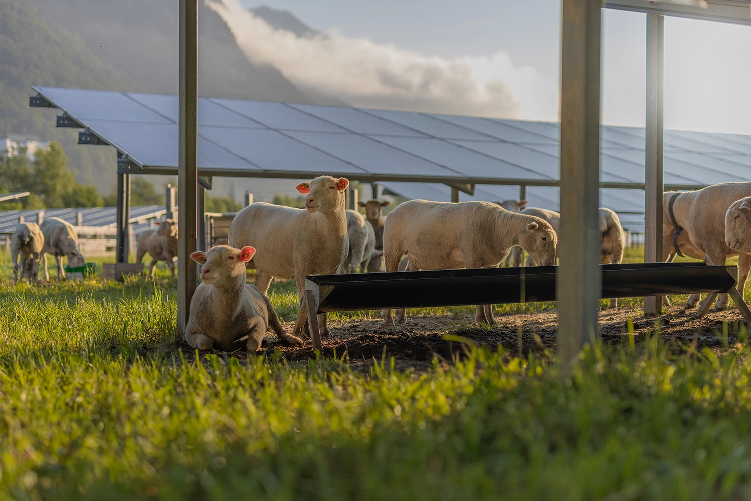 simply-pv-schafe-unter-pv-module